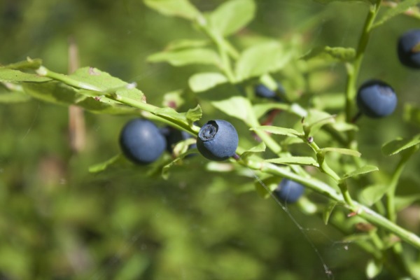 Fresh blue bilberries, vaccinium myrtillus, in the blueberry forrest