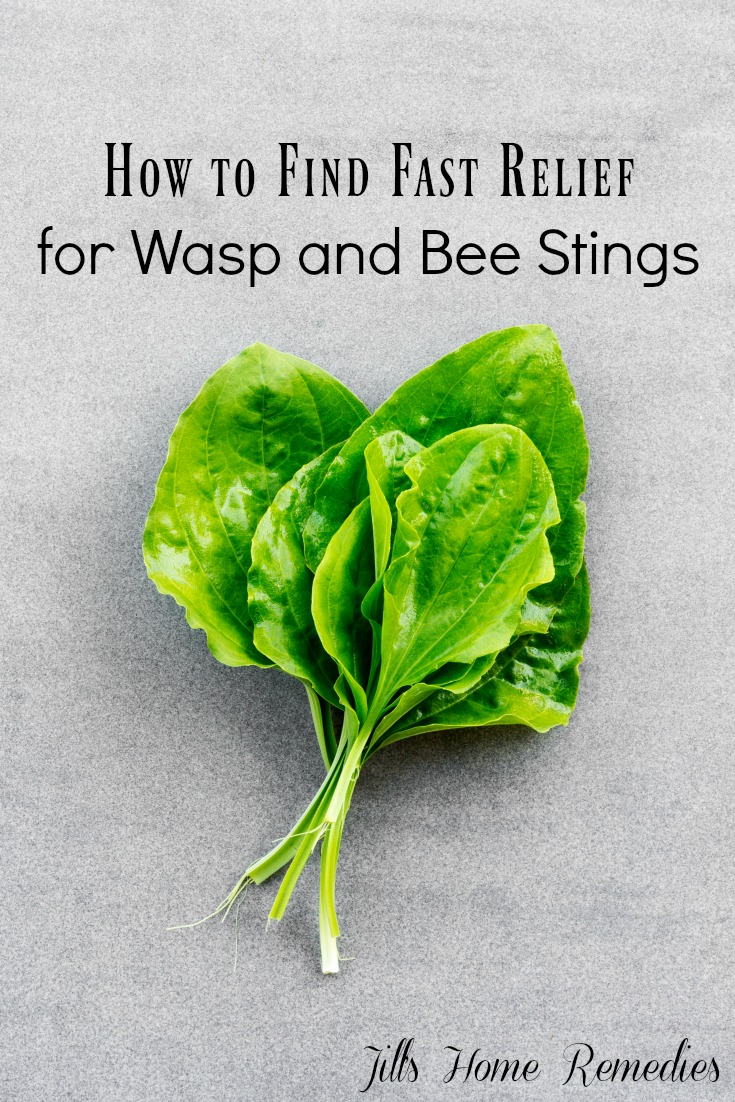 How to Find Fast Relief for Wasp and Bee Stings