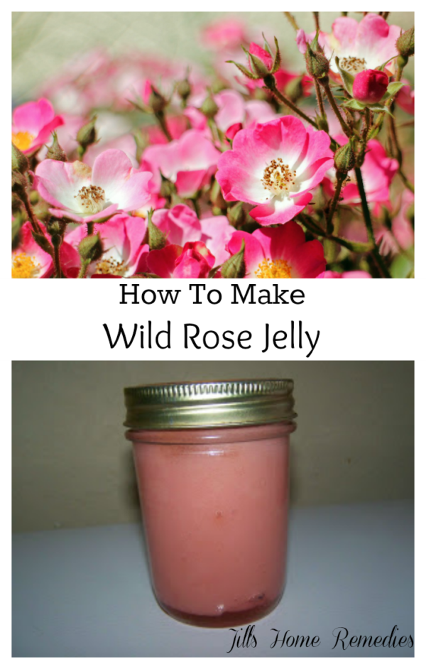 How To Make Homemade Wild Rose Jelly Natural Remedies Mom
