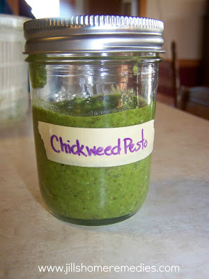 How to Make Chickweed Pesto