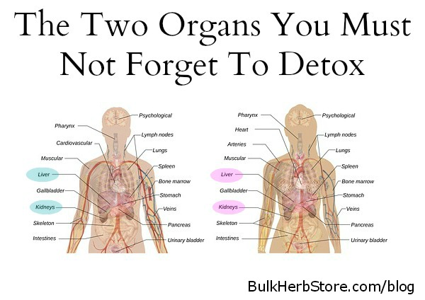 Two Organs You Must Not Forget To Detox