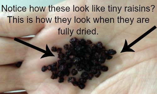 dried elderberries