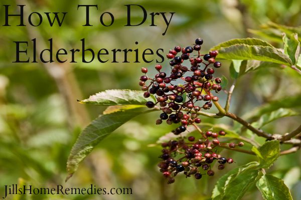 dry elderberries