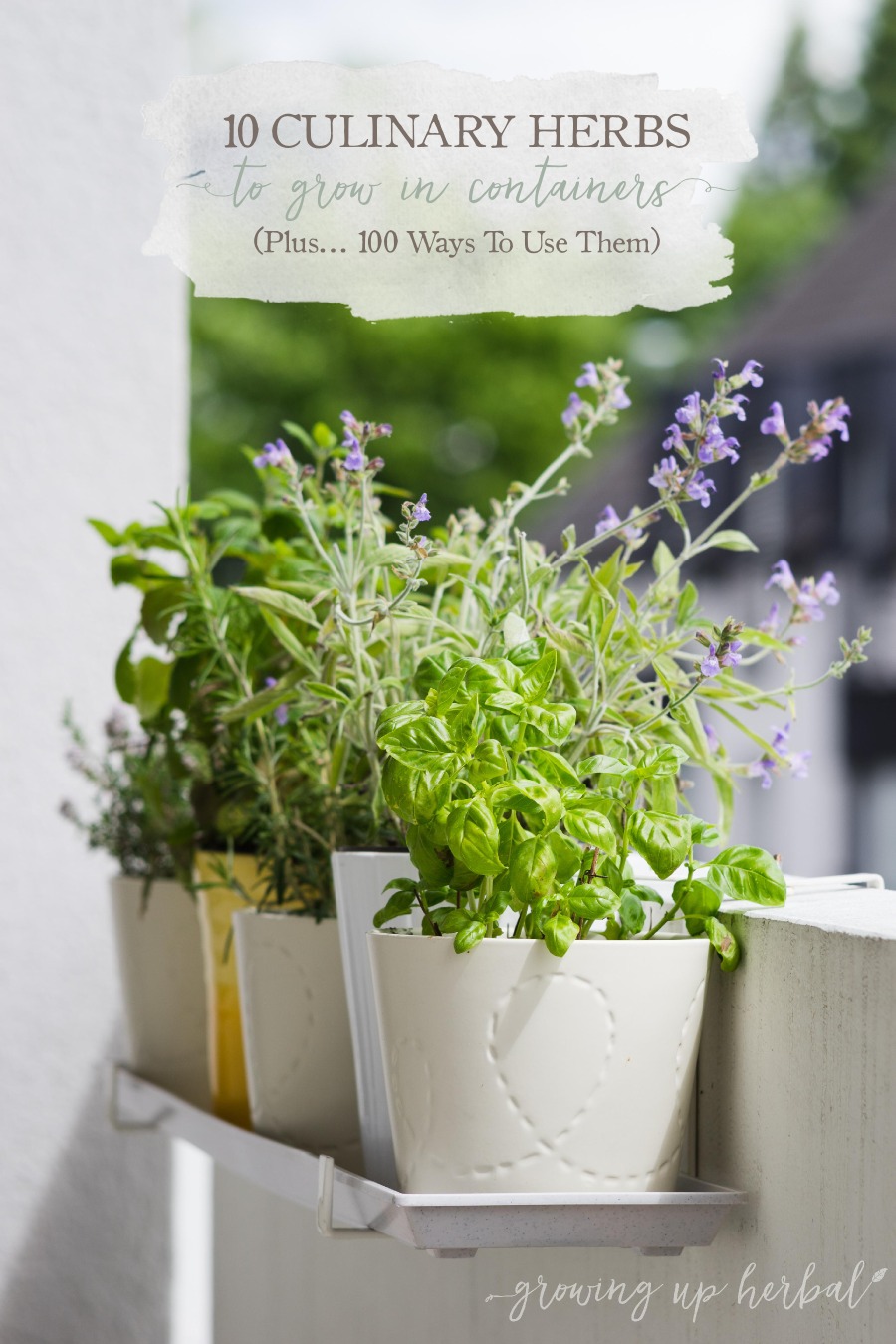 10 Culinary Herbs To Grow in Containers (Plus 100 Ways to Use Them)