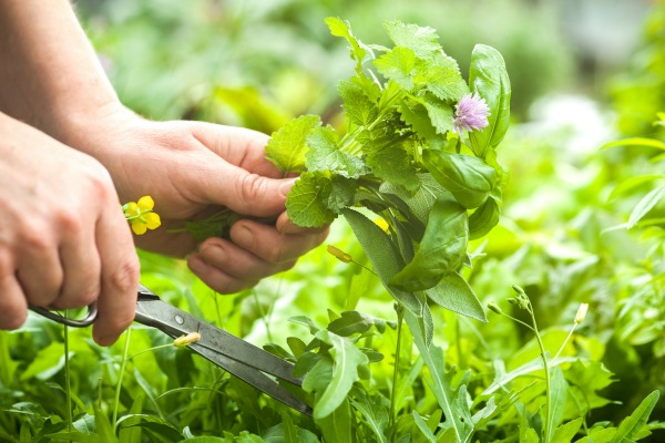 Herbal First Aid for Outdoor Adventures | Jill's Home Remedies | Outdoor adventures are a favorite part of summer. Be prepared with these 6 herbs you can use for herbal first aid.