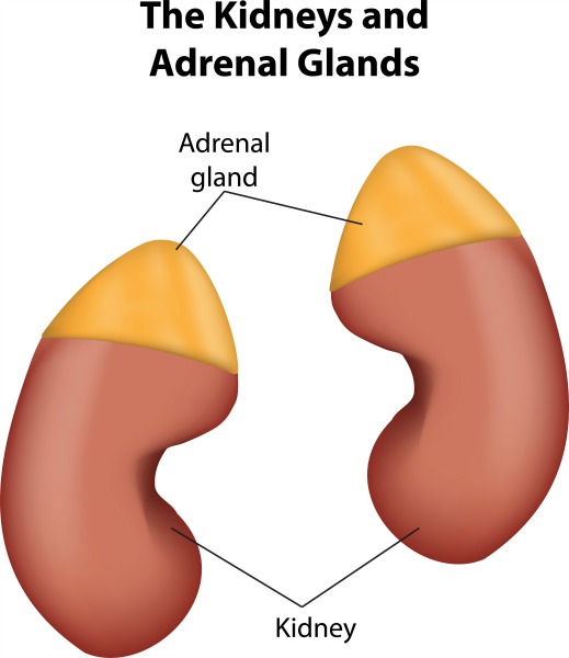 primary function of the adrenal gland