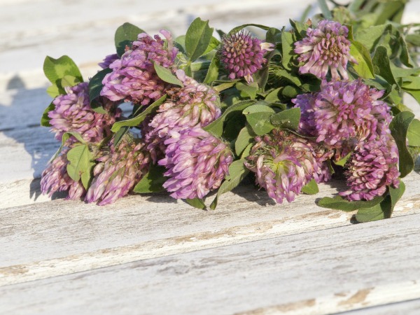 Looking for a healthy way to beat the heat this summer? Try this red clover lemonade for a relaxing, cool drink, and fight cancer while you're at it!