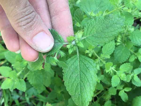 This lemony lemon balm drink is absolutely refreshing and delicious on a hot, humid day! 